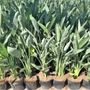 Kép 1/2 - Papagájvirág  STRELITZIA AUGUSTA 100/120 K9