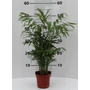 Kép 1/2 - Gyompálma 60CM K3   