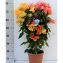 Kép 1/2 - Murvafürt   BOUGAINVILLEA MIX COLOR FAL 80CM K5
