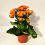 Kép 1/2 - KorallvirágKALANCHOE ROSALINA CS10,5