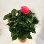 Kép 1/2 - Kínai hibiszkusz  HIBISCUS SUNNY CS13