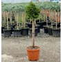 Kép 1/2 - Hinoki hamisciprus   CHAMAECYPARIS OBTUSA NANA GRACILIS T1/4 K5