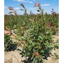 Kép 1/2 - Örökzöld korallberkenye PHOTINIA FRASERI LOUISE 100/125*