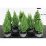Kép 1/2 - Mocsári álciprus   CHAMAECYPARIS THYOIDES TOP POINT 30CM CS12