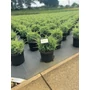 Kép 1/2 - Himalájai törpeboróka    JUNIPERUS SQUAMATA HOLGER 25/30 K6
