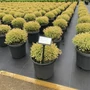 Kép 1/2 - Aranylombú törpe gömb tuja THUJA OCCIDENTALIS GOLDEN TUFFET 25/30 K6