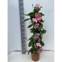 Kép 1/2 - Tölcsérjázmin   MANDEVILLEA ALICE DUPONT PIRAMIS 110CM K9