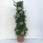 Kép 1/2 - Golgotavirág  PASSIFLORA PIRAMIS 110CM K9