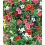 Kép 1/2 - Tölcsérjázmin  SUNDAVILLE PIRAMIS TRICOLOR 110CM K9 
