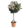 Kép 1/2 - Leander   NERIUM OLEANDER T1/2 K7