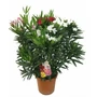 Kép 1/2 - Leander   NERIUM OLEANDER TRICOLOR 80/100 K12