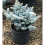Kép 1/2 - Gömb ezüstfenyő   PICEA PUNGENS GLAUCA GLOBOSA 30/35 K8