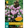 Kép 1/2 - Virághagyma ciklámen VIRÁGHAGYMA CYCLAMEN HEDERIFOLIUM 2DB/CSOMAG JUB 112350