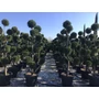 Kép 1/3 - Leyland ciprus   CUPRESSOCYPARIS LEYLANDII POM-PON K55