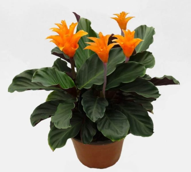 Sfrnyos zebralevl CALATHEA FAJTK CS14 - rkzld Kertszet Kft.