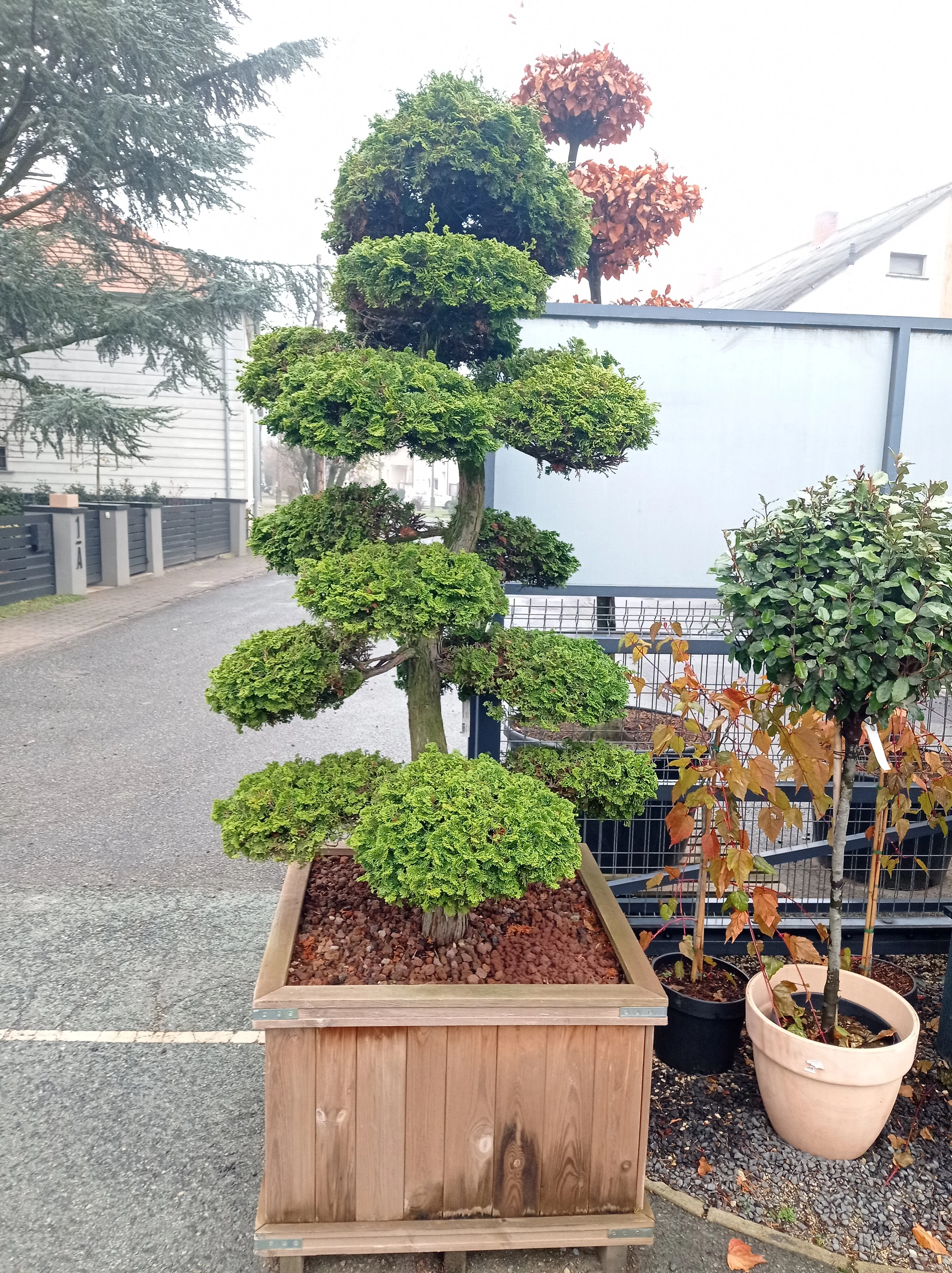 Hamisciprus CHAMAECYPARIS OBTUSA BONSAI FA LDBAN