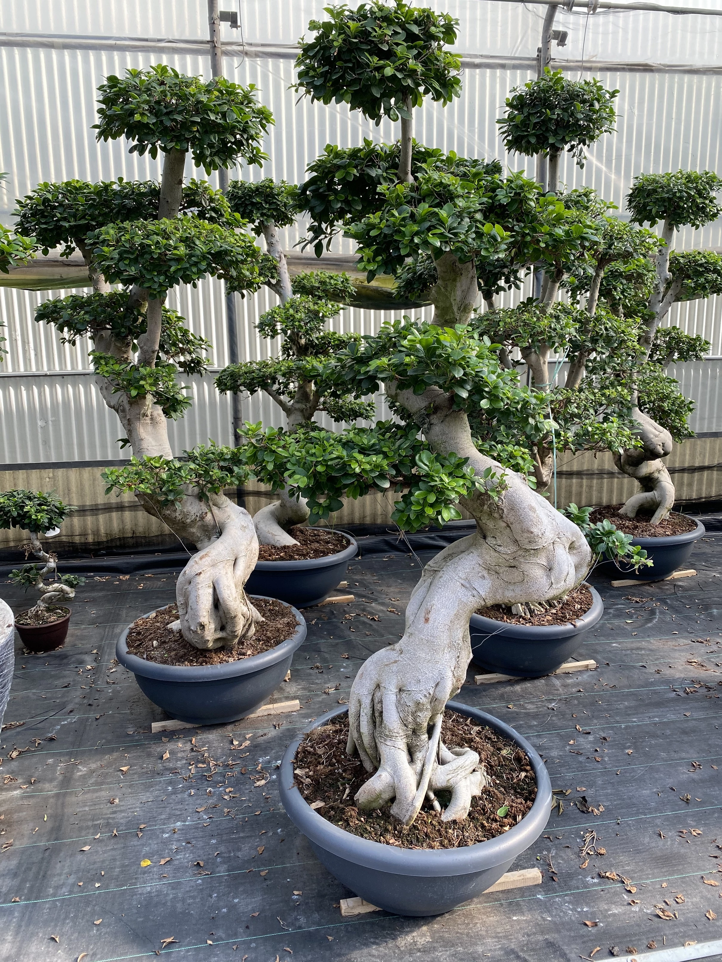 decoration bonsai Dennerle Decor Box Bonsai main image 1